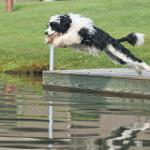 Stella launching into the water!